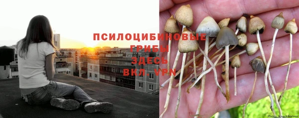 стафф Алзамай