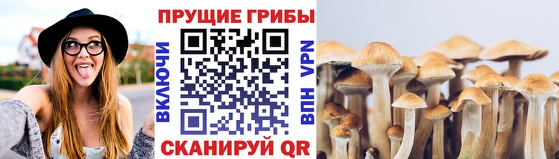 Псилоцибиновые грибы Cubensis  Фёдоровский 